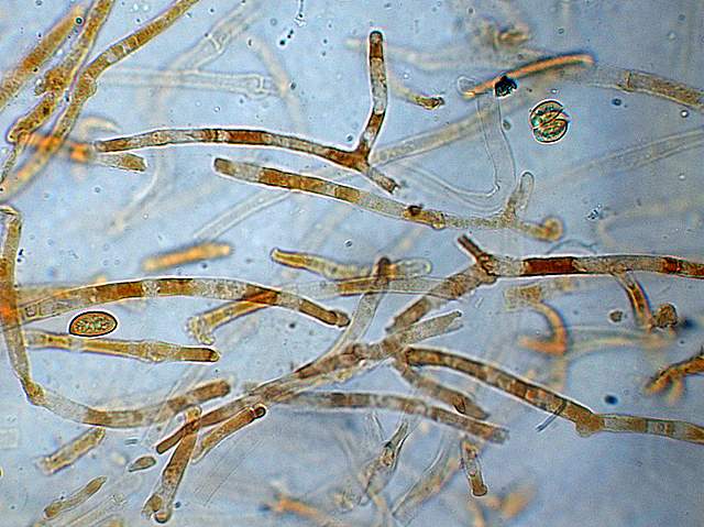 Galerina spec. Cod.: DSCN 5028